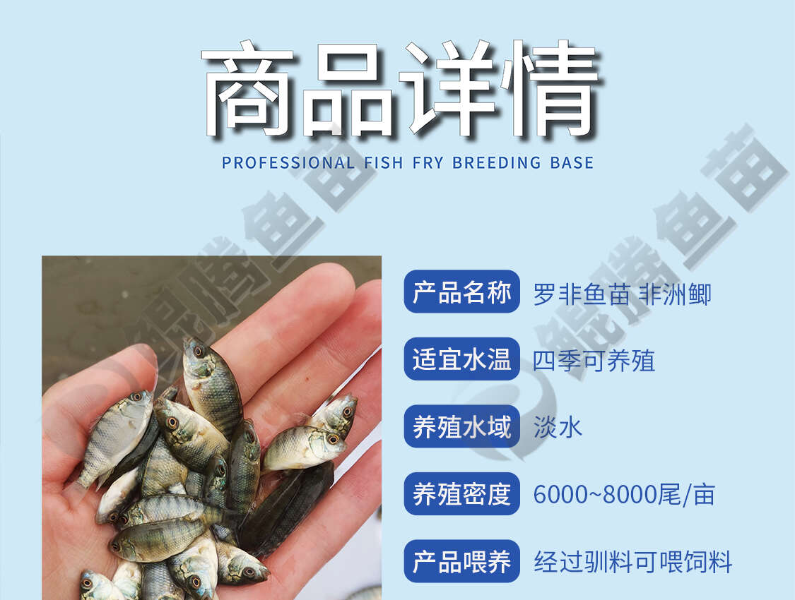 羅非魚苗 鯤騰魚苗 好魚苗鯤騰出 產(chǎn)地直銷百萬現(xiàn)貨