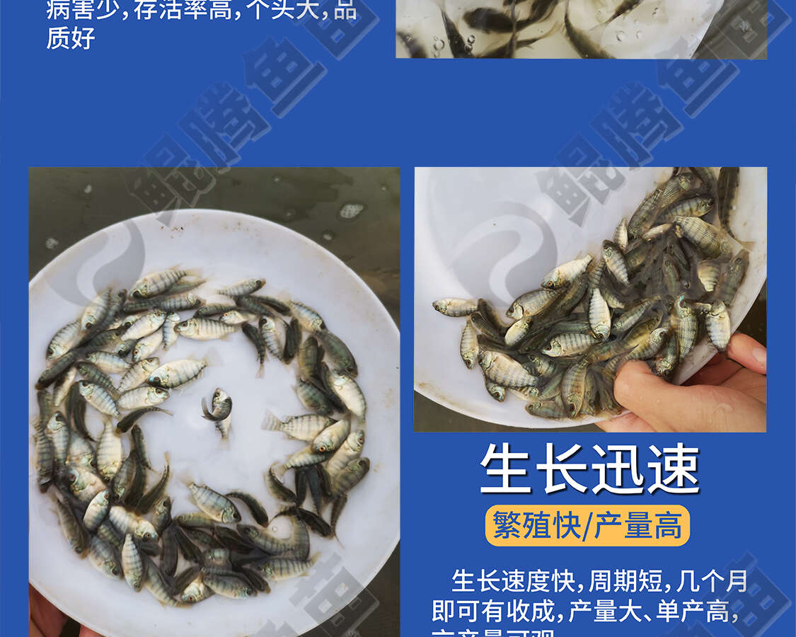 羅非魚苗 鯤騰魚苗 好魚苗鯤騰出 產(chǎn)地直銷百萬現(xiàn)貨