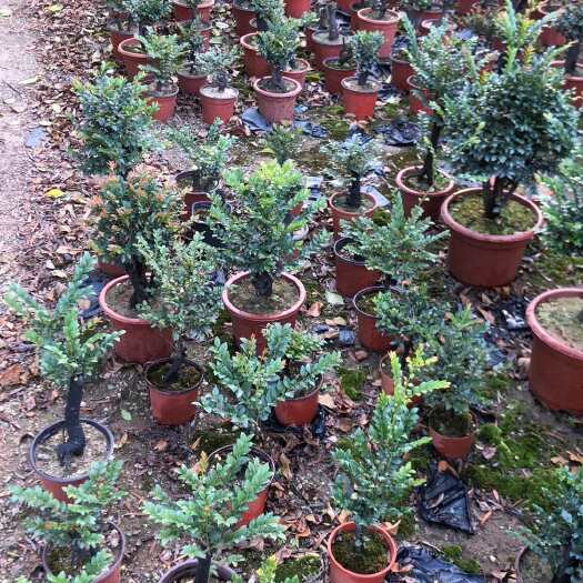中山市广东小叶紫檀（黑骨茶）超低价格出售