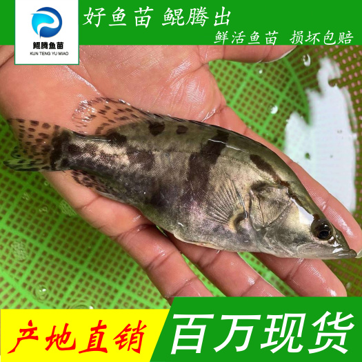 广州优选桂花鱼苗 翘嘴鳜鱼苗 特种桂鱼苗 大量供应