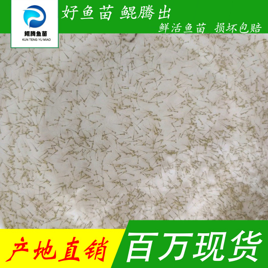 加州鲈鱼苗 鲈鱼水花自产自销 鲈鱼苗 优质鲈鱼 现货批发