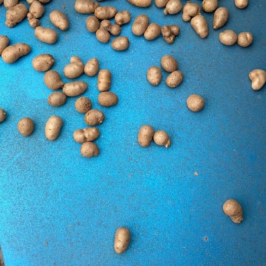 山药豆出货中 有需要的联系