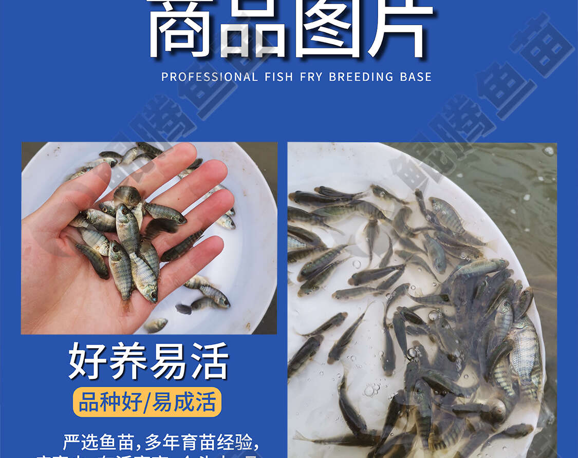 羅非魚苗 鯤騰魚苗 好魚苗鯤騰出 產(chǎn)地直銷百萬現(xiàn)貨