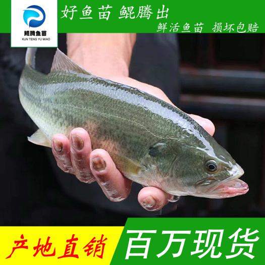 广州优质鲈鱼苗 品质优 质量保证 运输损坏包赔