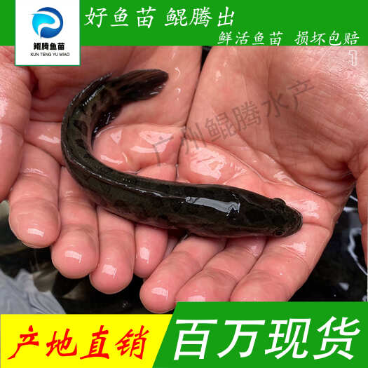 优质生鱼苗 黑鱼苗 优选乌鱼苗