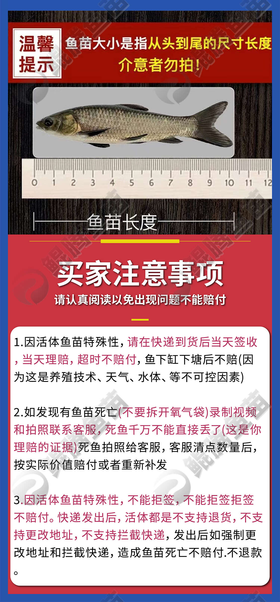 淡水鲈鱼  鲈鱼淡淡鲈鱼 优选加州鲈鱼苗 优鲈一号 生长快成