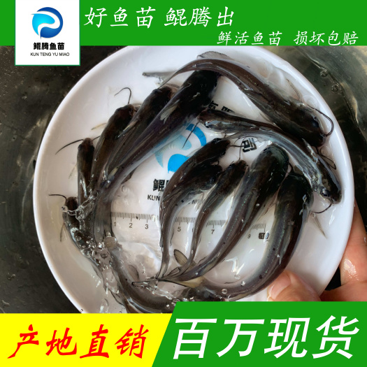 广州鱼苗叉尾鮰鱼苗 优选美国斑点叉尾鮰鱼苗 大量现货