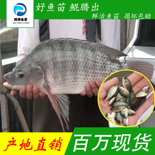 罗非鱼苗 鲲腾鱼苗 好鱼苗鲲腾出 产地直销百万现货