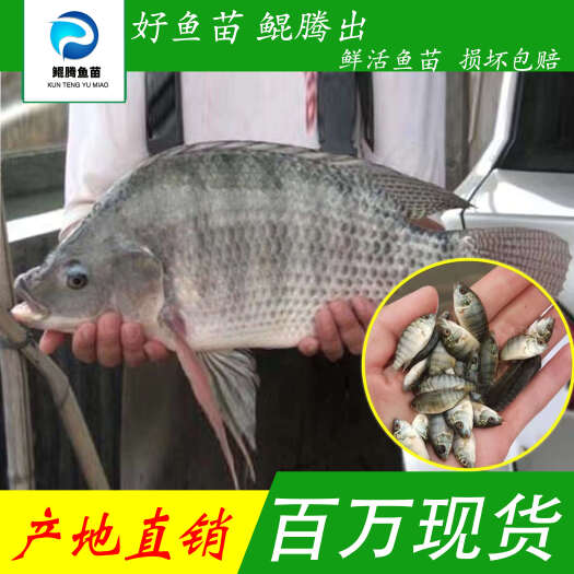 广州罗非鱼苗 鲲腾鱼苗 好鱼苗鲲腾出 产地直销百万现货