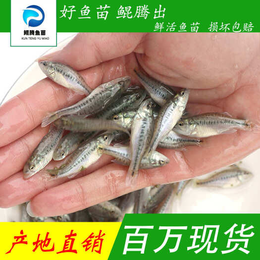 广州加州鲈鱼苗 淡水优质鲈鱼苗 活体新苗
