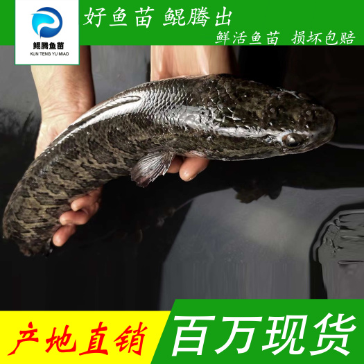 广州乌鳢苗 精选黑鱼苗 广州育苗基地直发 价格优惠 包邮到家
