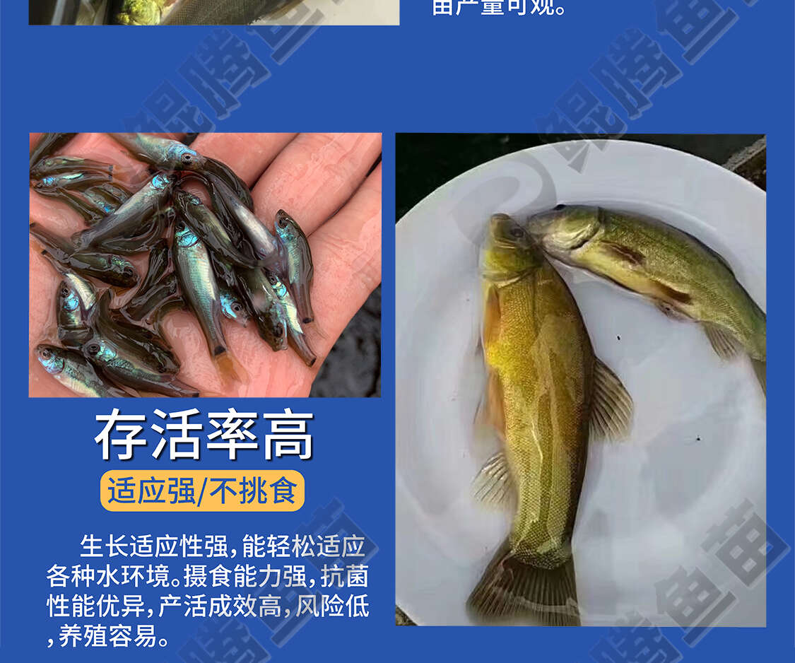 丁桂魚苗 優(yōu)質(zhì)丁桂魚苗 廠家直銷 成活高 生長(zhǎng)速度快