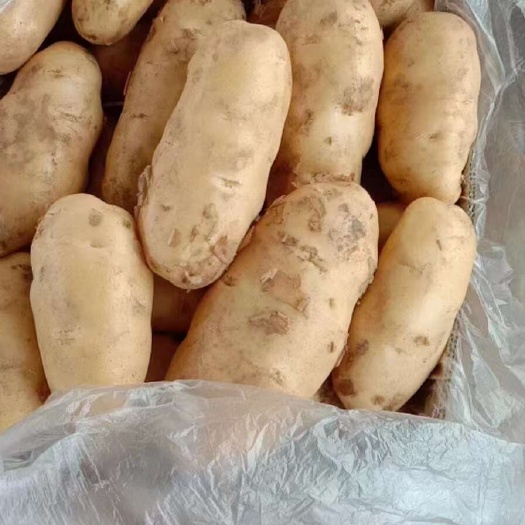 沂水县土豆 25年土豆全新供应 现挖现发 货量充足