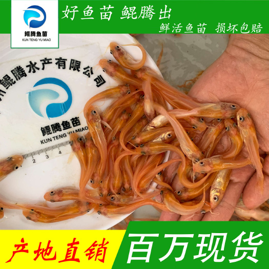 广州叉尾鮰鱼苗红叉尾品种正品保证全国供应