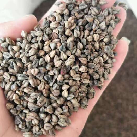 鲁甸县春荞荞麦种（苦荞）
