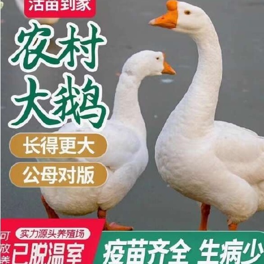 建湖县正宗一斤白鹅活苗散养脱温四季鹅皖西鹅三花鹅苗浙东鹅苗现货批发