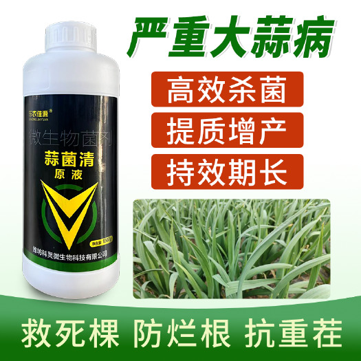 安丘市蒜菌清原液大蒜种植专用微生物生根养根粗壮补充营养肥料水溶农用