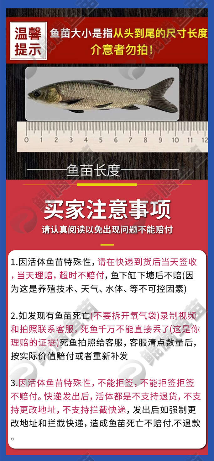 优选白鳗鱼苗产地直销直供