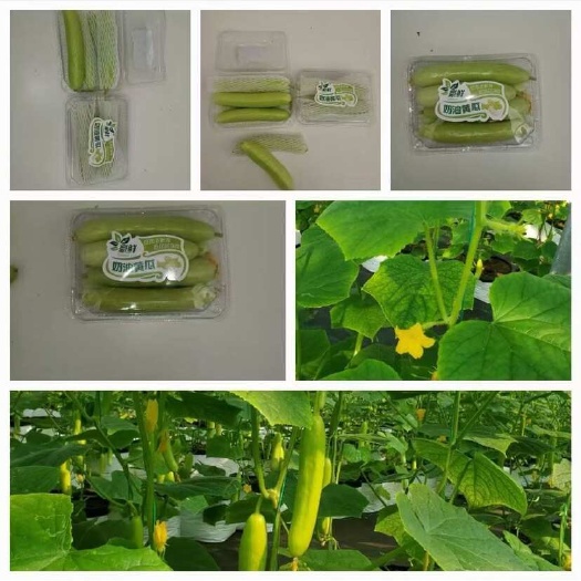 运城新鲜黄瓜城产地直发优质绿色蔬菜保证新鲜度