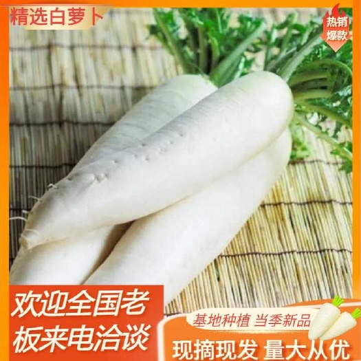 天门市白萝卜，一手货源