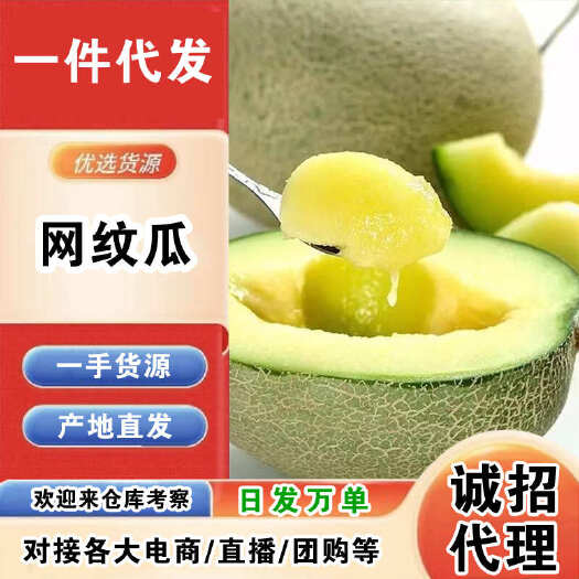 莘县山东网纹瓜一件代发产地直发一手货源对接各大电商平台