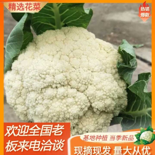 湖北大花花菜 有机花菜 白花花菜充 全国发货 支持视频看货