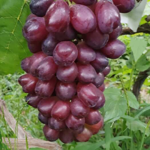 盘州市乌蒙紫玉红提