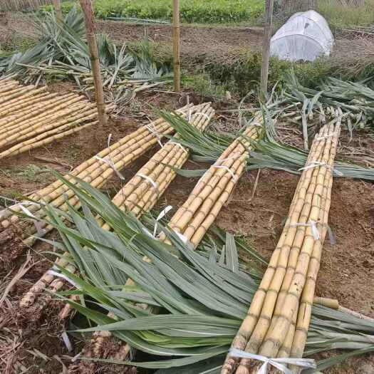 【热卖】云南黄皮甘蔗基地直发￼品质保障现货大量批发黄金甘蔗￼