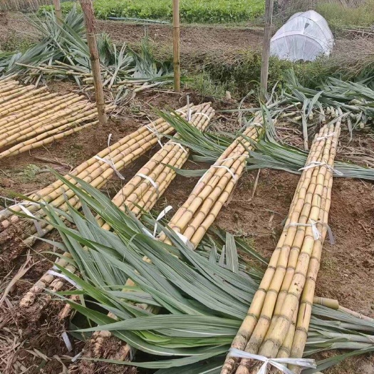 景东县【热卖】云南黄皮甘蔗基地直发￼品质保障现货大量批发黄金甘蔗￼