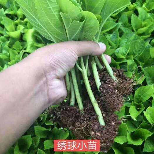 昆明绣球 无尽夏绣球花苗 绣球八仙花种苗 云南花苗基地直销