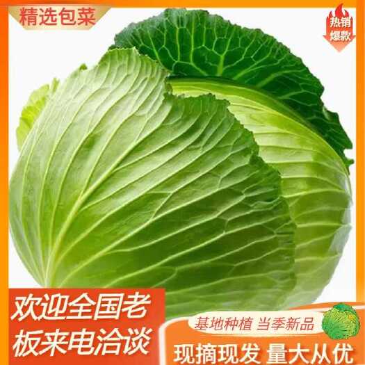 天门市包菜