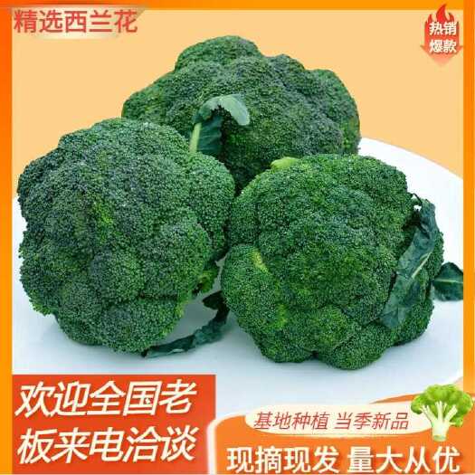 天门市西兰花