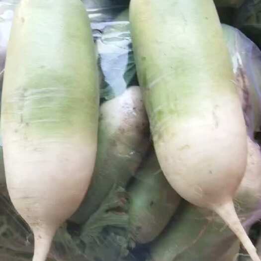 开封开封沙地青罗卜