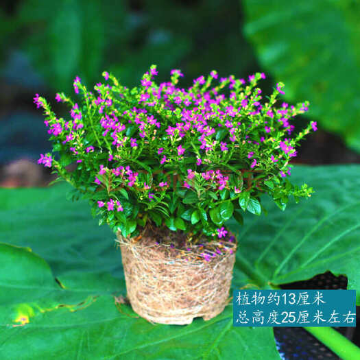 满天星满天星花朵繁衍，是典型的长日植物，秋播春花是长满天