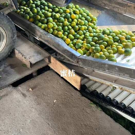 澧县湖北蜜桔。