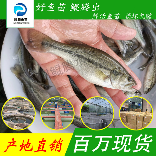 广州淡水鲈鱼苗 大口黑鲈鱼 现货批发 价格优惠 质量保证技术支持