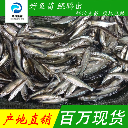 广州翘觜鱼苗场地直销百万现货技术跟踪