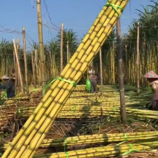景东县云南黄皮甘蔗，一站式直销，一手货源大量供应各级品类规格均有￼