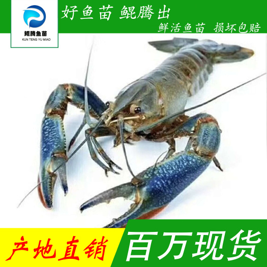 广州优选澳洲龙虾苗 品种优良 生长快成活高