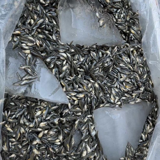 大肚鱼，食蚊鱼，大量批发