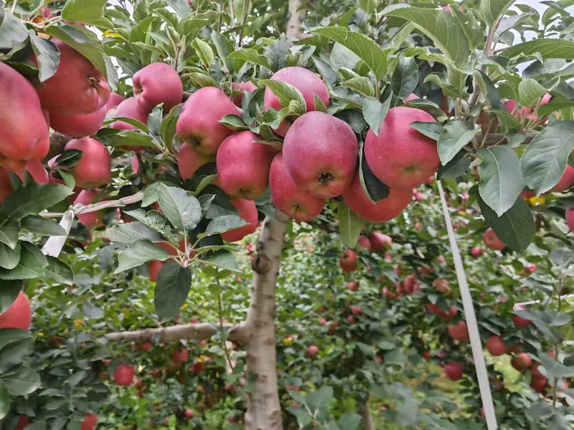 甘肃天水花牛苹果一件代发产地直发一手货源对接各大电商平台