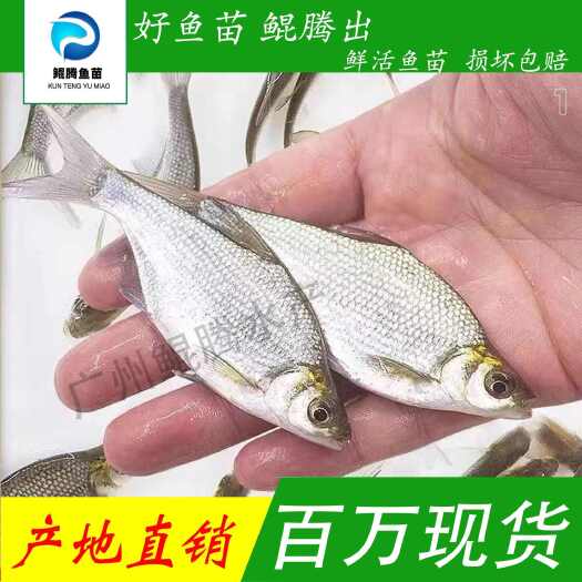 广州沙边武昌鳊鱼苗场地直销全国供应技术跟踪