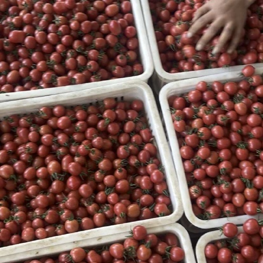 新绛县小番茄
