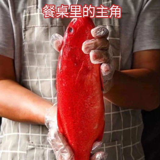 【产地直供】东星斑活冻海鲜水产1-6斤有货酒店餐厅批发