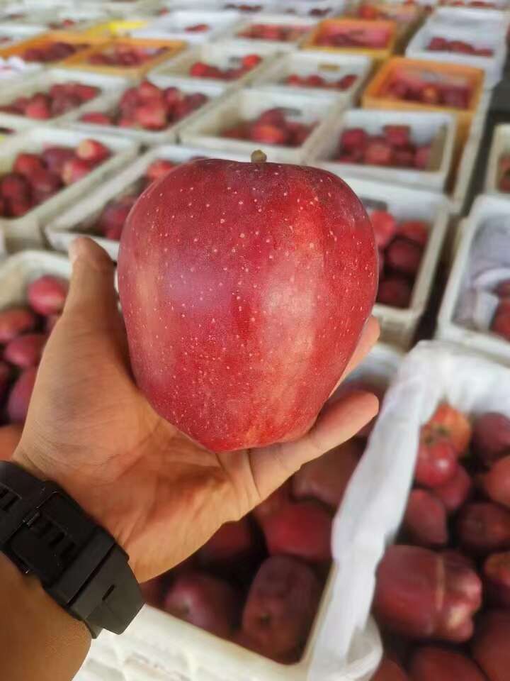甘肃天水花牛苹果一件代发产地直发一手货源对接各大电商平台
