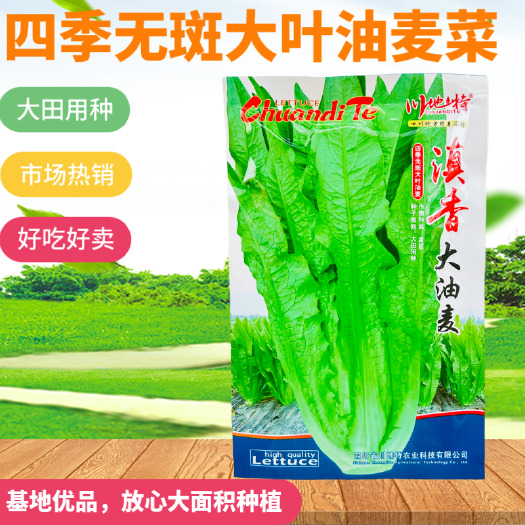 武汉大颗四季油麦菜种子大叶油麦菜种子耐寒耐热甜味油麦菜种子
