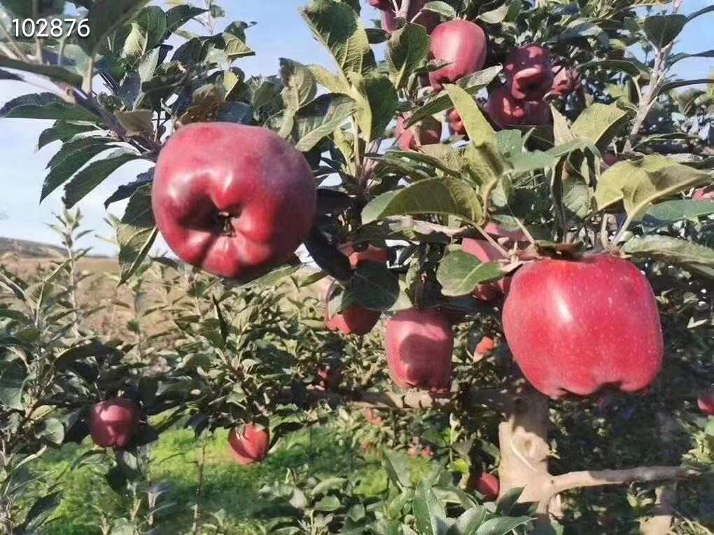 甘肃天水花牛苹果一件代发产地直发一手货源对接各大电商平台