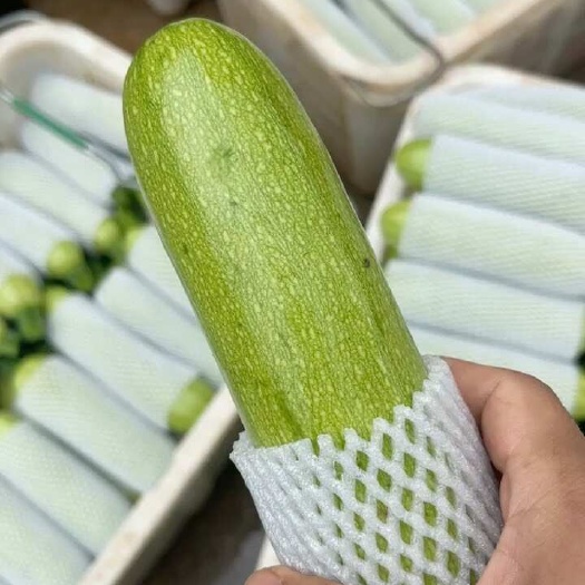 弥勒市绿皮西葫芦