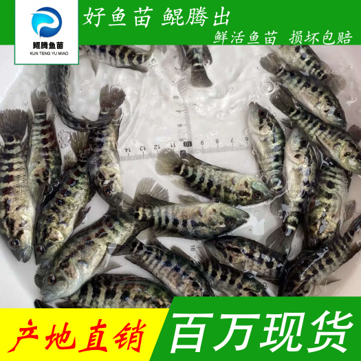 广州优选淡水石斑鱼苗 溪水石斑苗 成活高