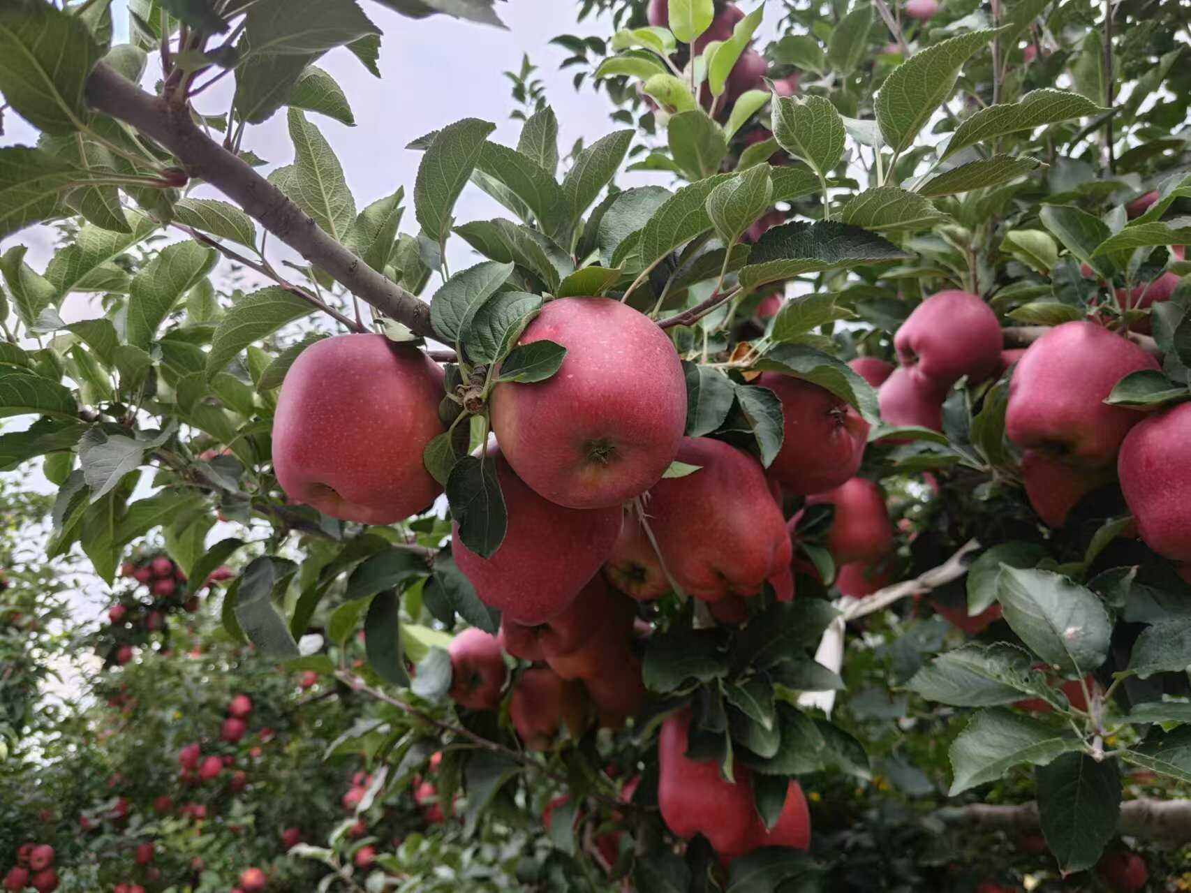 甘肃天水花牛苹果一件代发产地直发一手货源对接各大电商平台